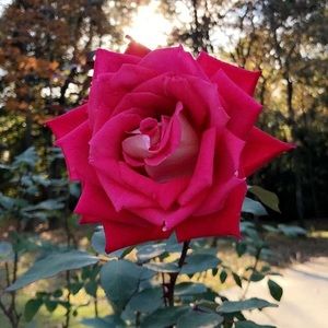 Meet your Posher, Jacquelyn